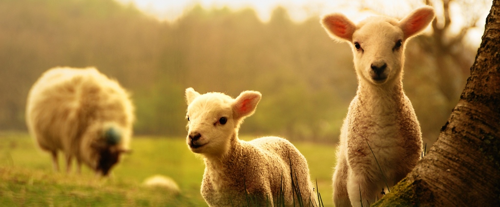 Объявления о сельскохозяйственных животных | ЗооТом - продажа, вязка и услуги для животных в Юже