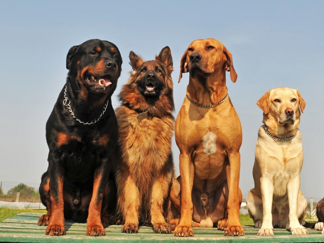 Крупные породы собак в Юже | ЗооТом портал о животных
